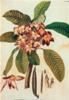 STAMPA BOTANICA