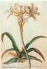 STAMPA BOTANICA