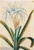 STAMPA BOTANICA