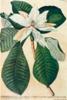 STAMPA BOTANICA 33X44 - MAGNOLIA