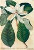 STAMPA BOTANICA MAGNOLIA