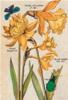 STAMPA BOTANICA 33X44 - NARCISO