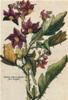 STAMPA BOTANICA 33X44 - BELLADONNA