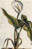 STAMPA BOTANICA 33X44 - CALENDULA BIANCA