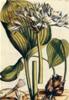 STAMPA BOTANICA 33X44 - NARCISO DI AMBOINENSIS
