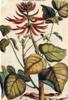 STAMPA BOTANICA 33X44 - CORALLO AMERICANO