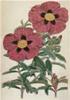 BIGLIETTO BOTANICA - CISTO ROSSO