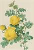 BIGLIETTO BOTANICA - ROSA SULFUREA