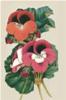 BIGLIETTO BOTANICA - PELARGONIUM