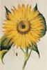 BIGLIETTO BOTANICA - GIRASOLE