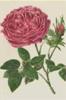 BIGLIETTO BOTANICA - ROSA TRIOMPHE DE ROUEN