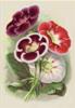 BIGLIETTO BOTANICA - GLOXINIA