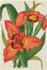 BIGLIETTO BOTANICA - TIGRIDIA PAVONIA