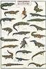 CARTA POSTER F.TO 50X70 - COCCODRILLI
