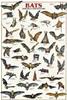 CARTA POSTER F.TO 50X70 - PIPISTRELLI