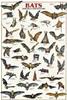 CARTA POSTER F.TO 50X70 PIPISTRELLI