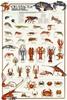 CARTA POSTER F.TO 50X70 CROSTACEI