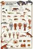 CARTA POSTER F.TO 50X70 - CROSTACEI