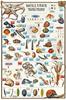 CARTA POSTER F.TO 50X70 MOLLUSCHI