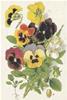 BIGLIETTO BOTANICA - VIOLE DEL PENSIERO