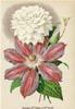 BIGLIETTO BOTANICA - CLEMATIS