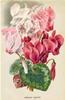 BIGLIETTO BOTANICA - CICLAMINI