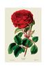 STAMPA BOTANICA 33X44 - ROSA IBRIDA PERPETUA