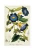 STAMPA BOTANICA 33X44 - THUNBERGIA
