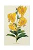 STAMPA BOTANICA 33X44 - LILIUM