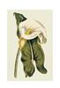 STAMPA BOTANICA 33X44 - CALLA ETHIOPICA