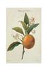 STAMPA FRUTTA 33X44 - ARANCIO