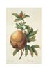 STAMPA FRUTTA 33X44 - MELOGRANO