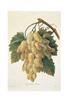 STAMPA FRUTTA 33X44 - UVA BIANCA
