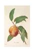 STAMPA FRUTTA 33X44 - PESCA
