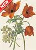 BIGLIETTO CON BUSTA FIORI ANEMONE