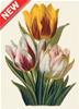 BIGLIETTO CON BUSTA FIORI TULIPANI