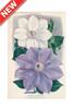STAMPA BOTANICA 33X44 - CLEMATIS