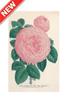 STAMPA BOTANICA 33X44 - ROSA IBRIDA DI TEA