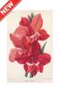 STAMPA BOTANICA 33X44 - GLADIOLO PRINCIPE