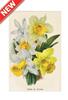 STAMPA BOTANICA 33X44 - VARIETA' DI NARCISI