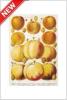 STAMPA FRUTTA 33X44 - PESCHE E ALBICOCCHE