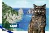 MAGNETE GATTO CAPRI