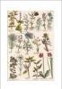 STAMPA BOTANICA 33X44 - FRUTTI DI BOSCO MIRTILLI E ROSE CANINE