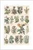 STAMPA BOTANICA 33X44 - POLMONARIE E CINOGLOSSE