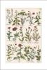 STAMPA BOTANICA 33X44 - PAPAVERI