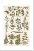 STAMPA BOTANICA 33X44 - RAMPICANTI