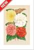 STAMPA BOTANICA 33X44 - BEGONIE