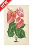 STAMPA BOTANICA 33X44 - FIORE DI FENICOTTERO