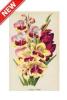 STAMPA BOTANICA 33X44 - VARIETA' DI GLADIOLI