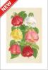 STAMPA BOTANICA 33X44 - ABUTILON